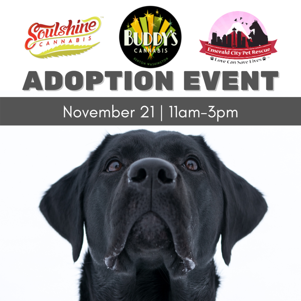 Buddy's is hosting an adoption event with Soulshine Cannabis and Emerlald Ciy Pet Rescue on Sunday, November 21